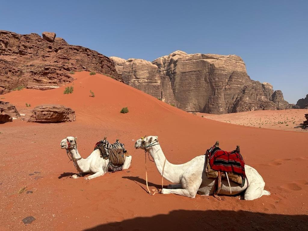 Bedouin Holidays Camp And Jeep Tours Hotel Wadi Rum Luaran gambar